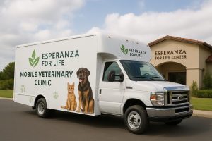 TvA International Foundation