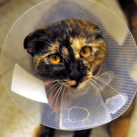 TvA International Foundation