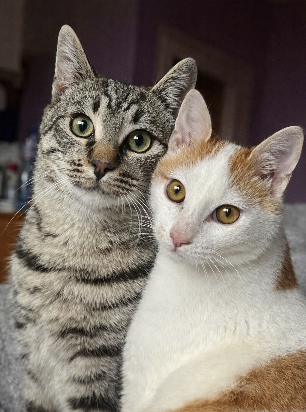 TvA International Foundation